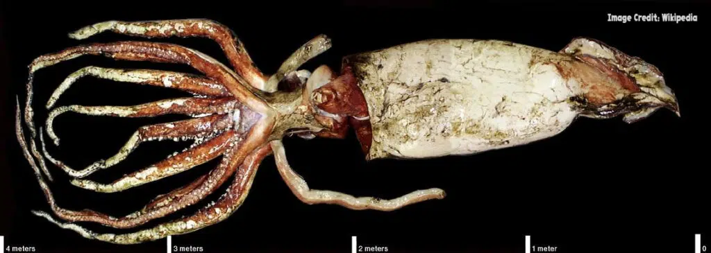 Giant Squid for blog
