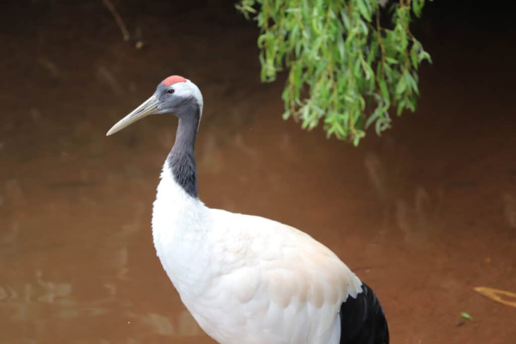 Red-crowned crane at Paignton Zoo