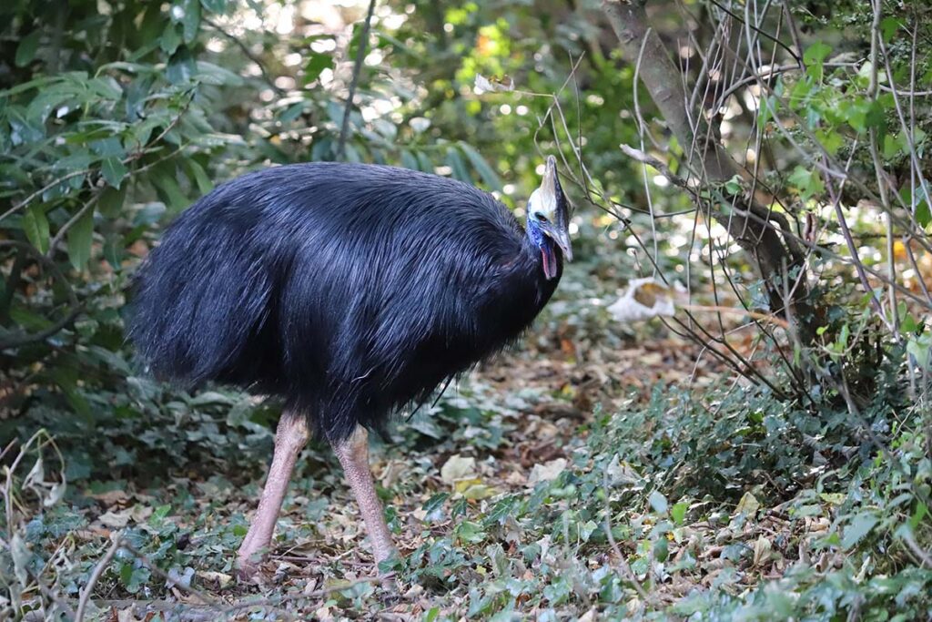 Male Southern cassowary at Paignton Zoo
