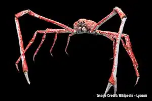 J spider crab for blog