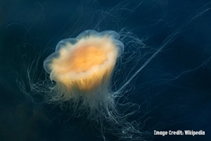 Jellyfish for blog