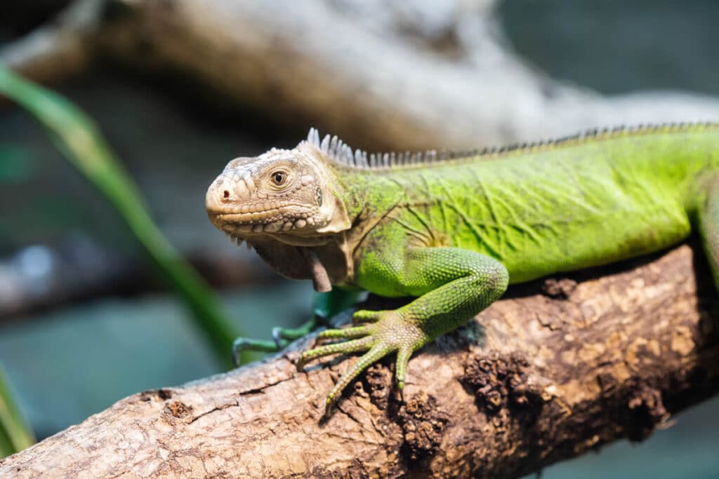 Lesser Antillean iguana at Paignton Zoo
