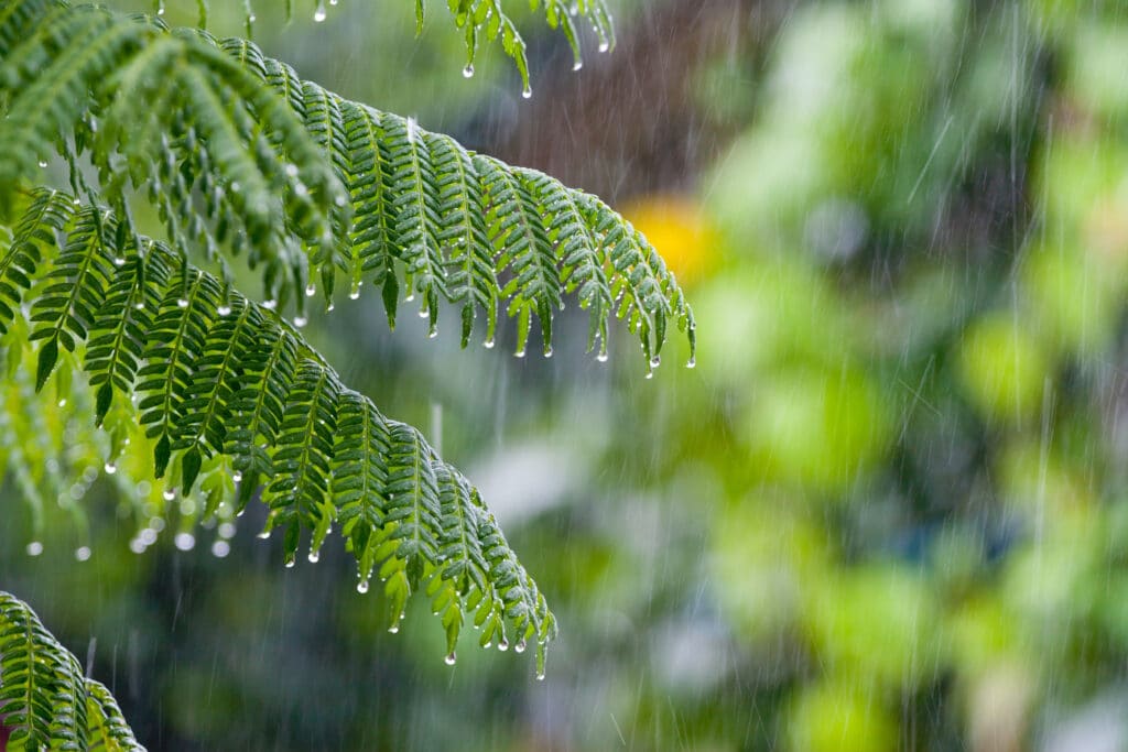 Lush green branch, wet from rainfall.