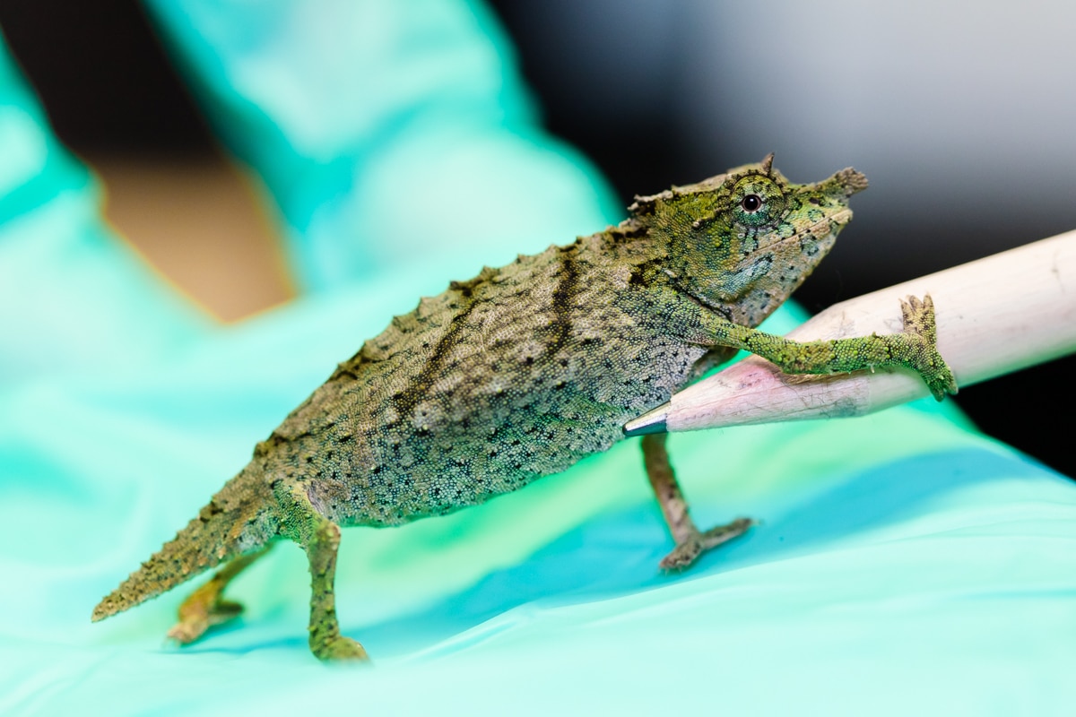 Visit Nguru Pygmy Chameleon - A Zoo With Nguru Pygmy Chameleon