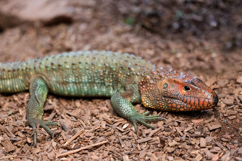 Visit Northern Caiman Lizard - A Zoo With Northern Caiman Lizard • Paignton  Zoo