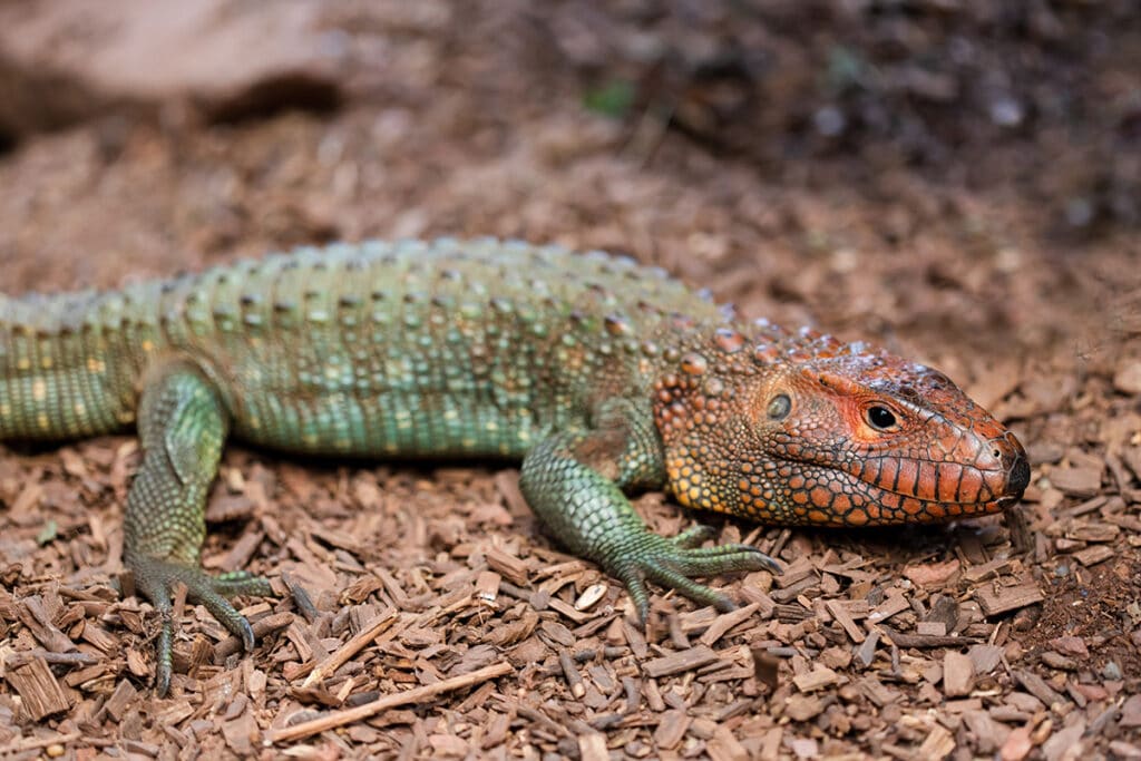 Northern caiman lizard at Paignton Zoo