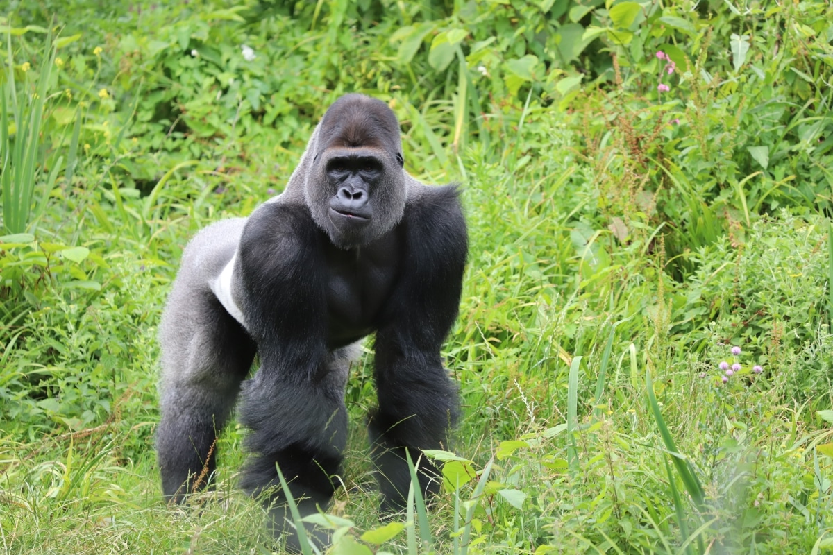 What Do You Call A Group Of Gorillas Guide To Gorilla Troop Size