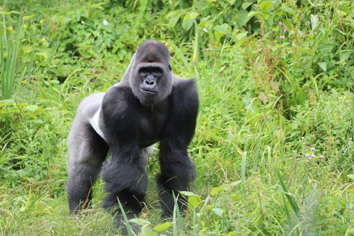 Find Out All About Our Gorillas! World Gorilla Day • Paignton Zoo