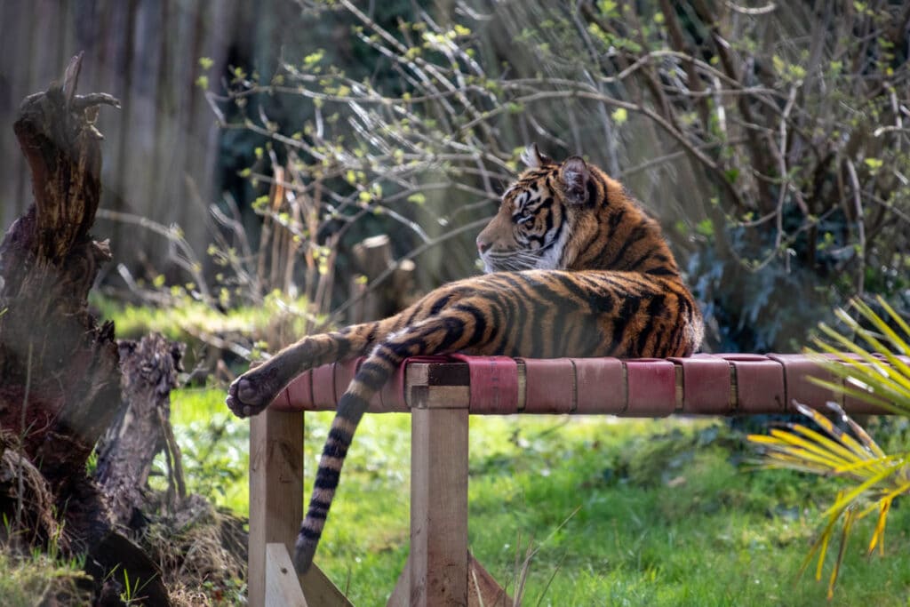 Plan Your Visit • Paignton Zoo