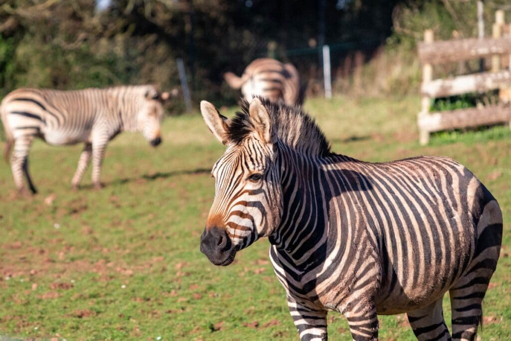 Male Hartmann's mountain zebra Jabali in field at Paignton Zoo
