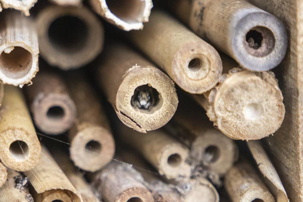Bee using bee hotel on site at Paignton Zoo
