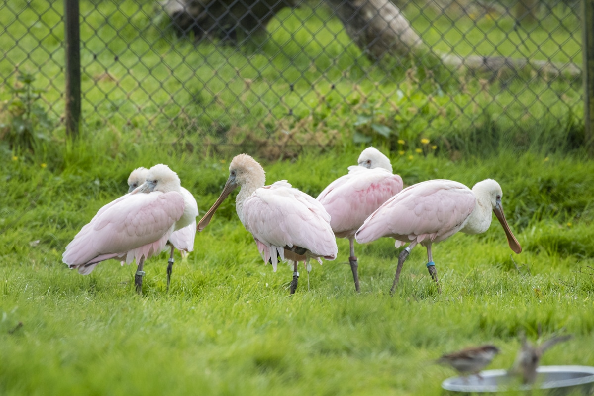 Group of roseate spoonbills at Paignton Zoo