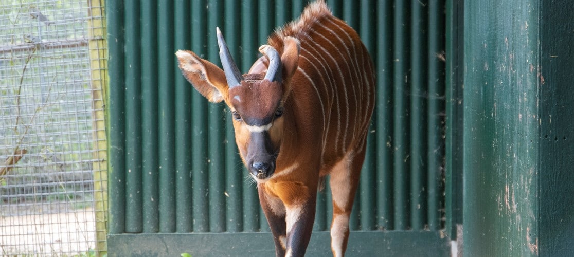 Female Eastern bongo Ada at Paignton Zoo