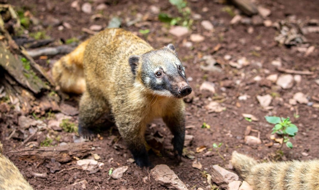 PZ Coati Feed 08 20 AD LR 4