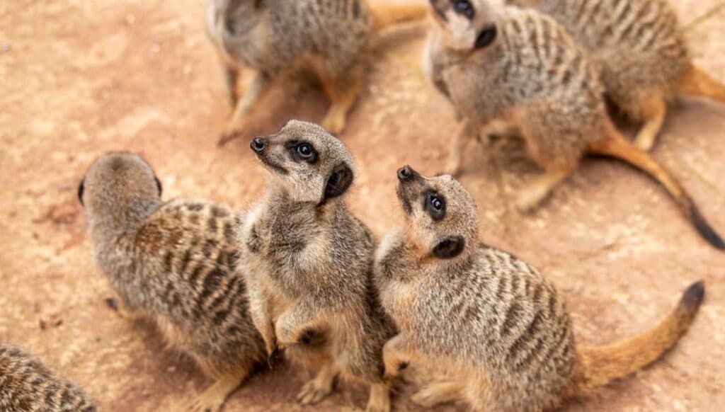 Meerkats looking up at Paignton Zoo