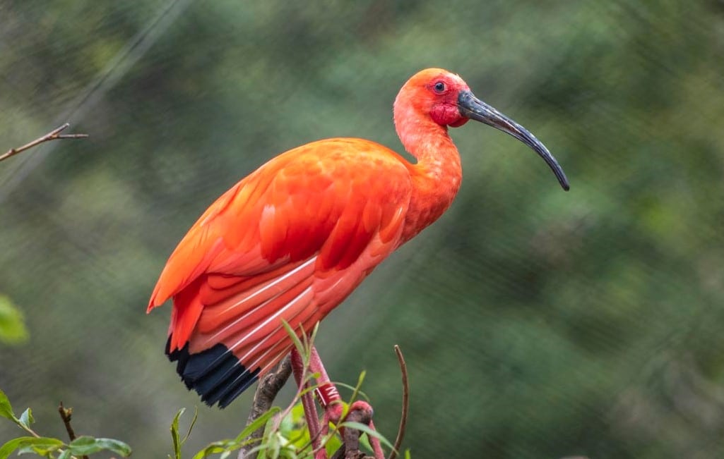 Scarlet ibis at Paignton Zoo