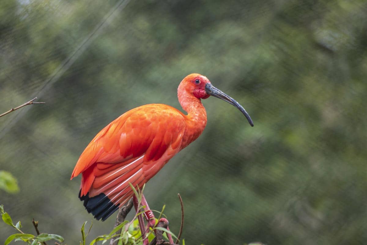 Scarlet ibis at Paignton Zoo