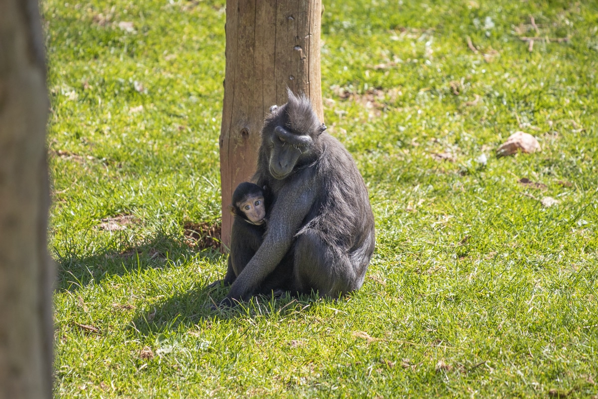 Macaque mother and daughter at Paignton Zoo