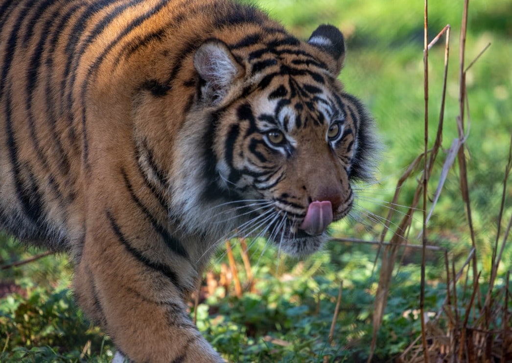 Female Sumatran tiger Carrie at Paignton Zoo