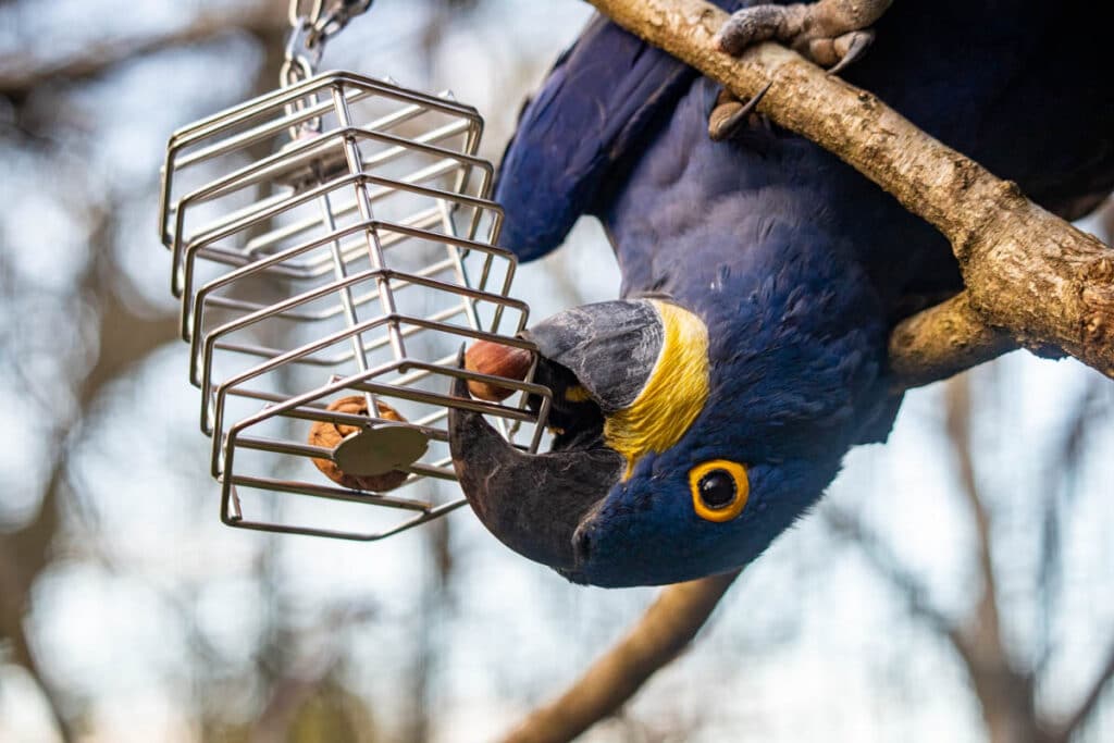 Hyacinth macaw with enrichment at Paignton Zoo