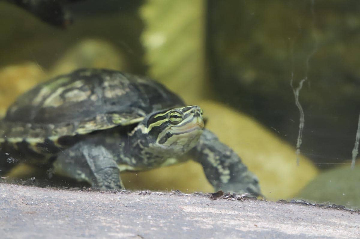 Annam leaf turtle at Paignton Zoo
