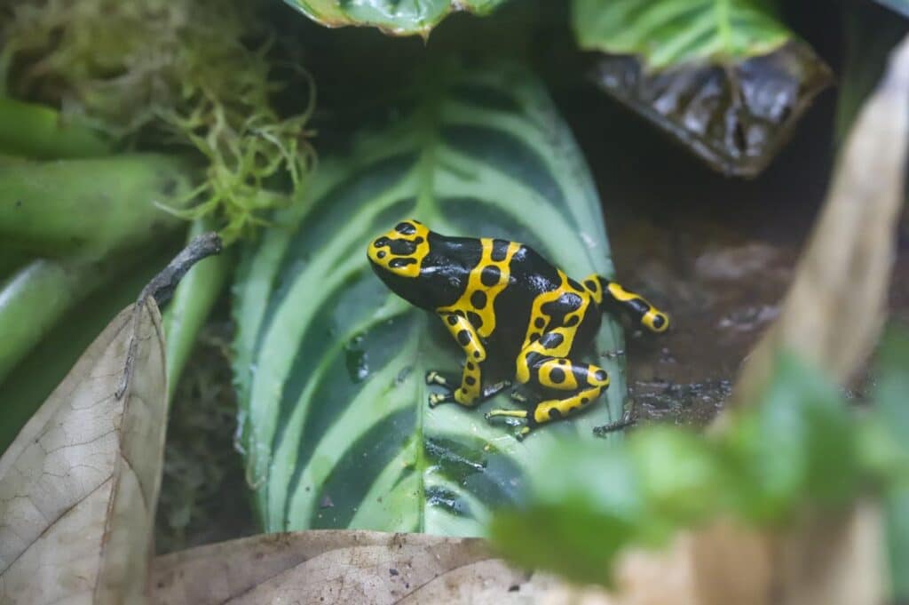 Yellow-banded poison dart frog at Paignton Zoo