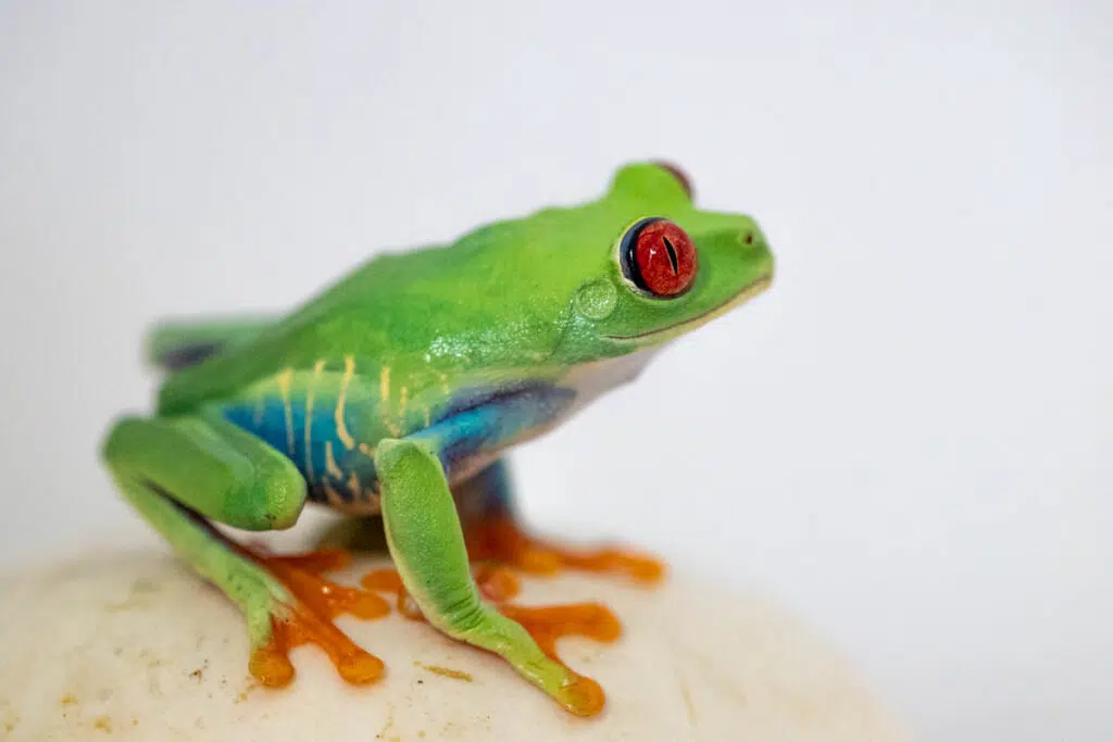 Female red-eyed tree frog at Paignton Zoo