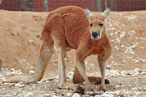 Red kangaroo for blog