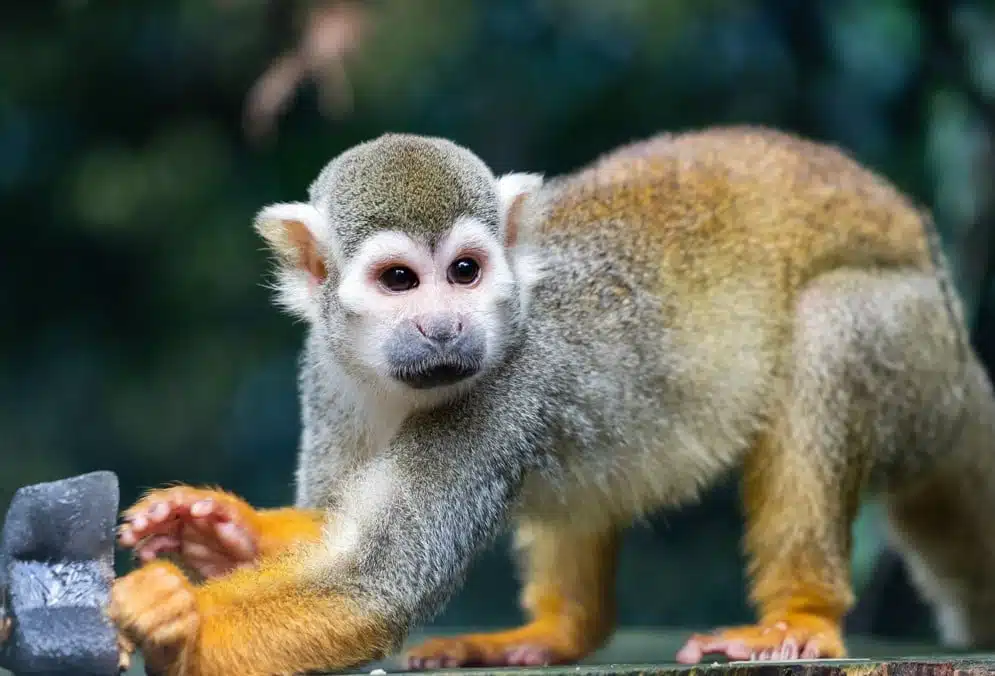 Male squirrel monkey at Paignton Zoo