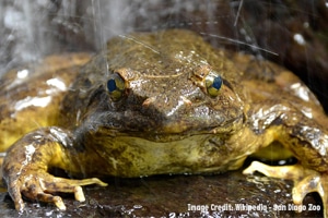 goliath frog for blog