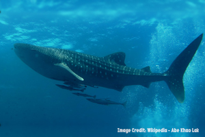 whaleshark for bog