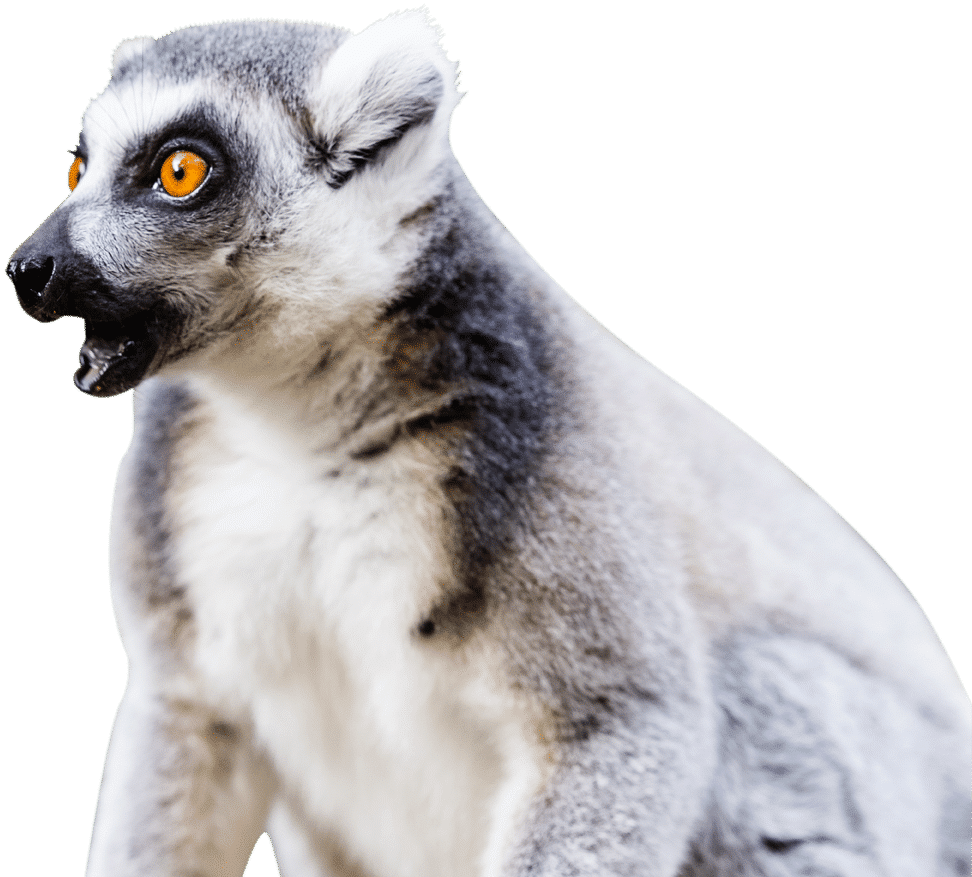 PZ Lemur