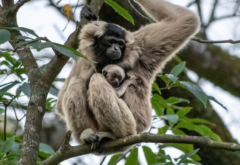 PZ Pileated Gibbon baby 1 e1637674452935