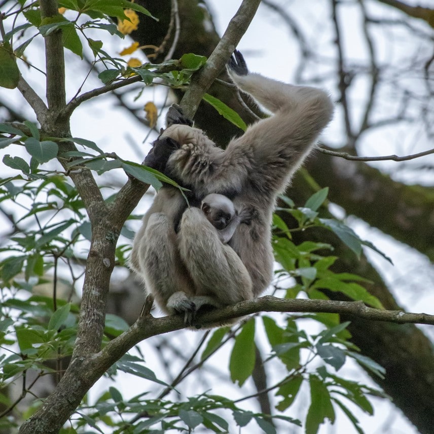 PZ Pileated Gibbon baby 2