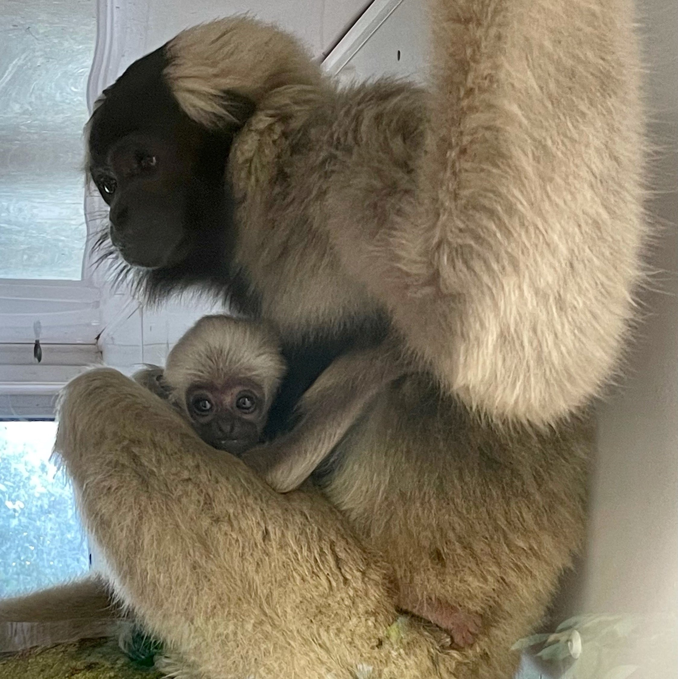 Paignton Zoo Announces Birth Of Endangered Pileated Gibbon • Paignton Zoo
