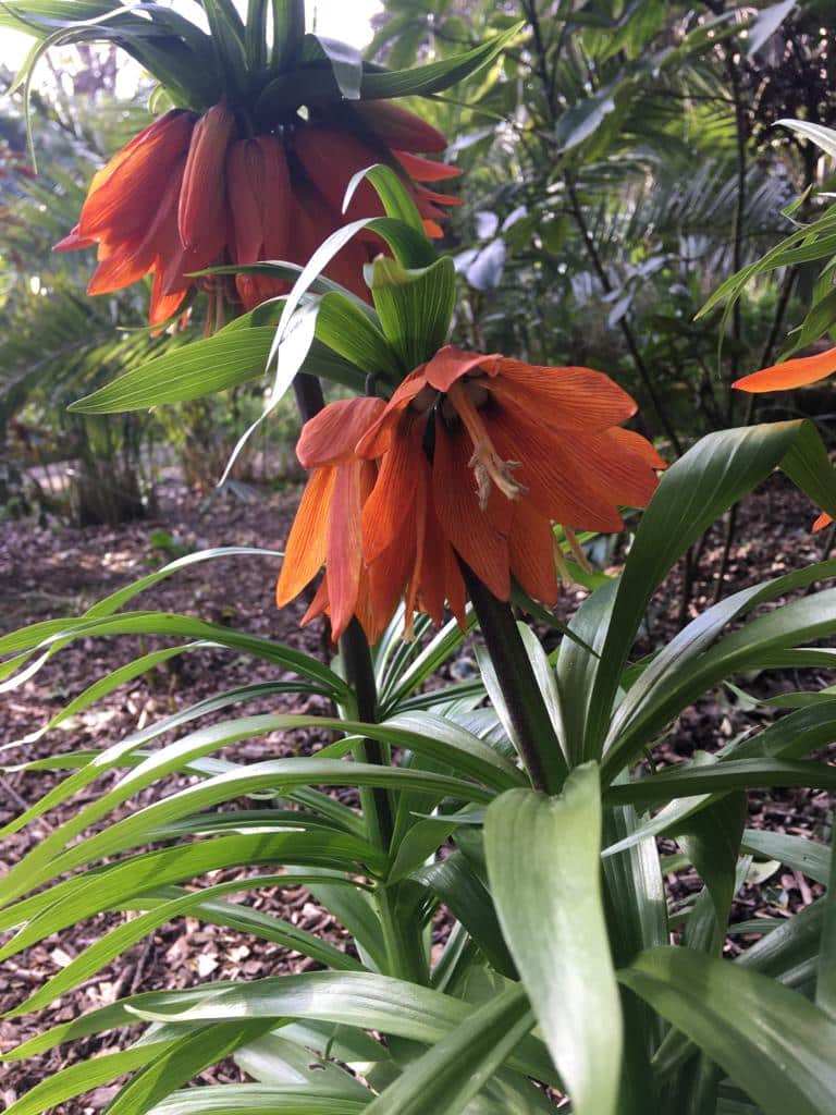 Fritallaria imperialis
