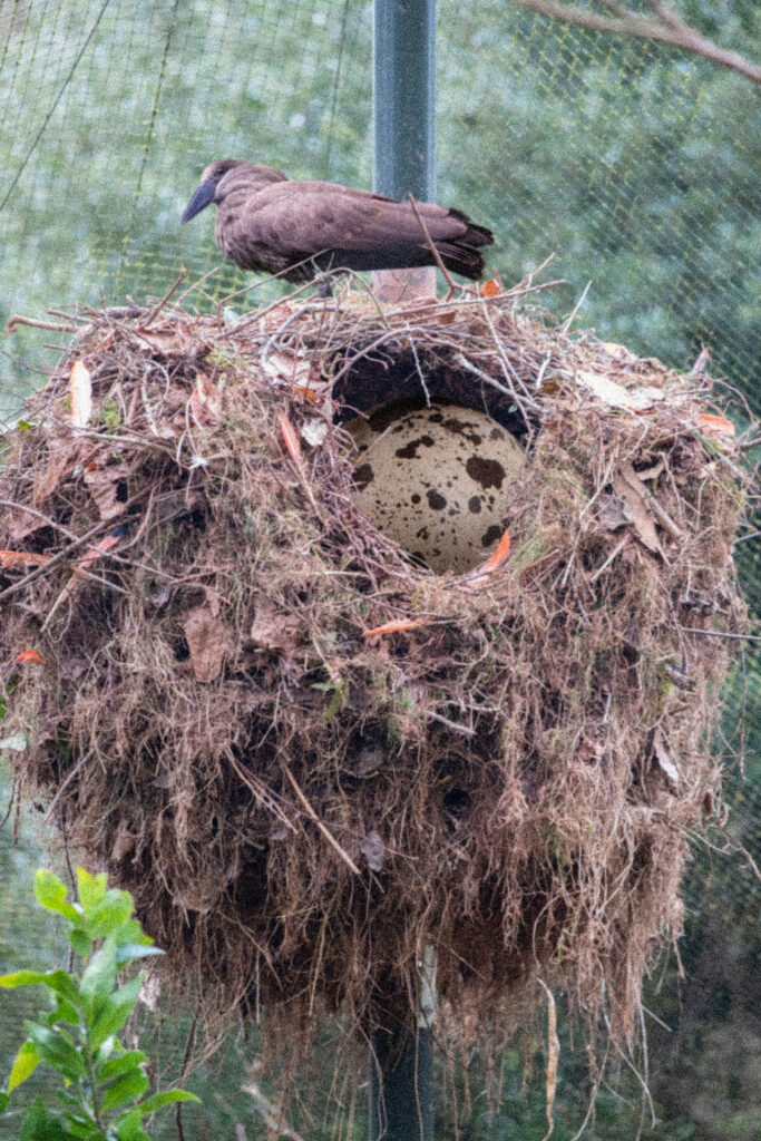 Hamerkop Nest