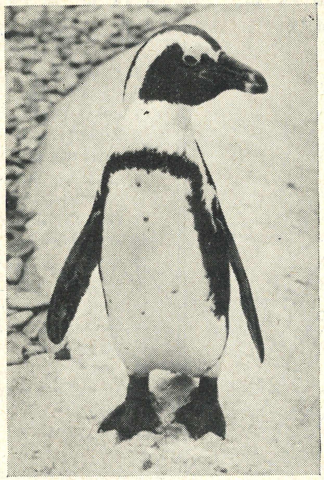 Black footed penguin 1952