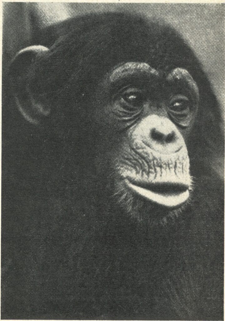 Chimpanzee 1952