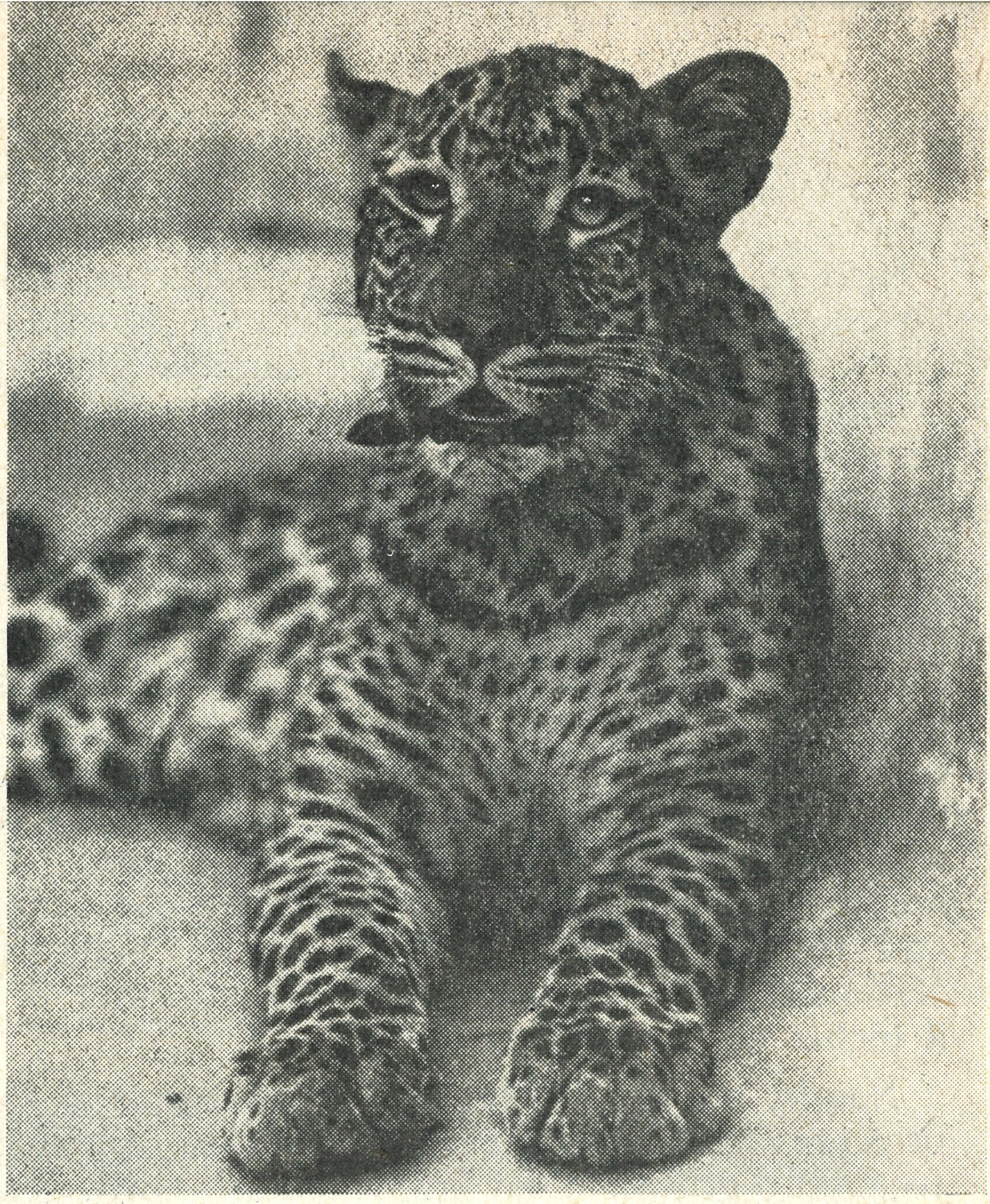 Leopard Prince 1952