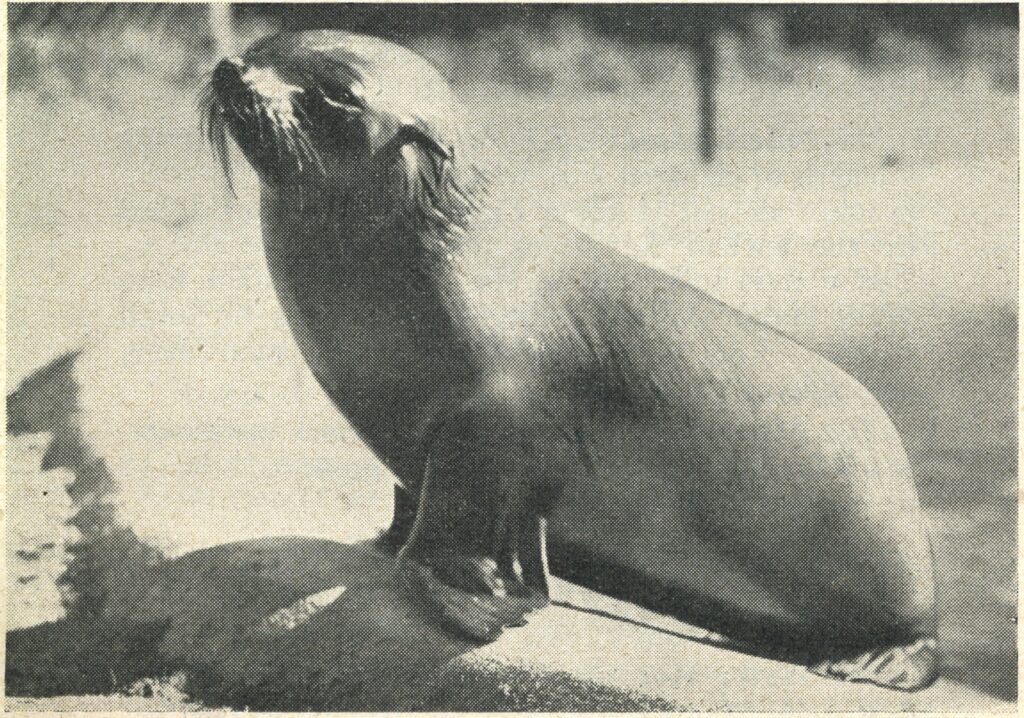 Sea lion 1952