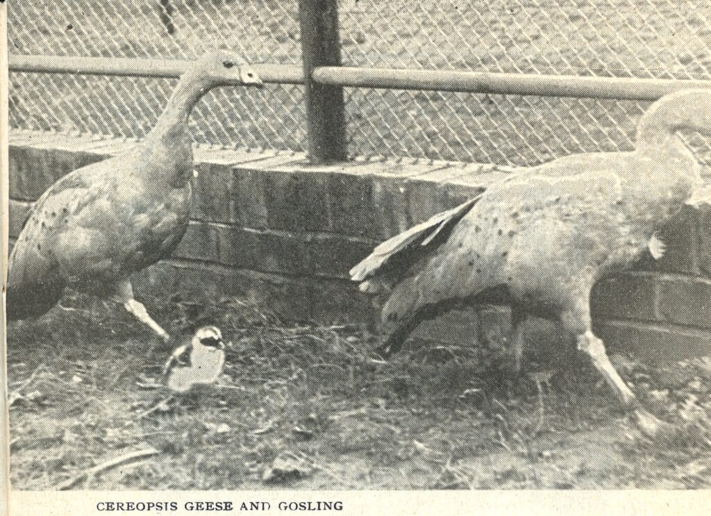 geese and gosling 1952