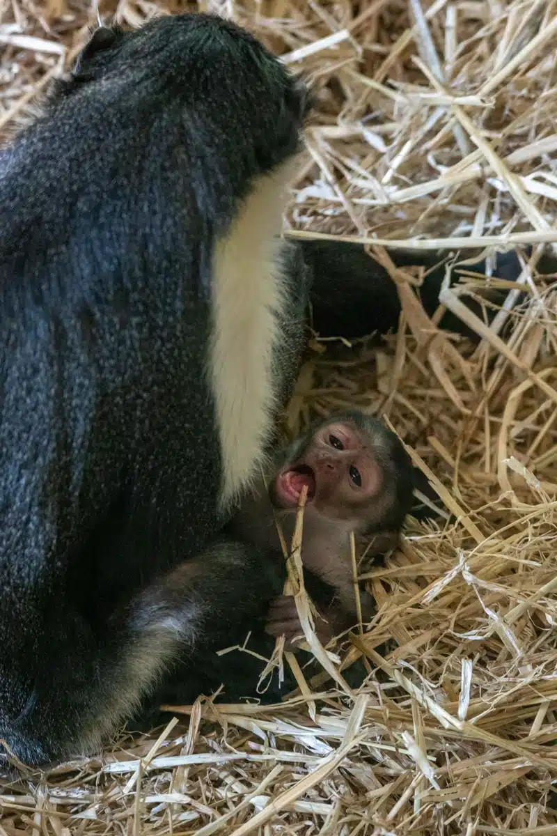 Diana Monkey  Lincoln Park Zoo