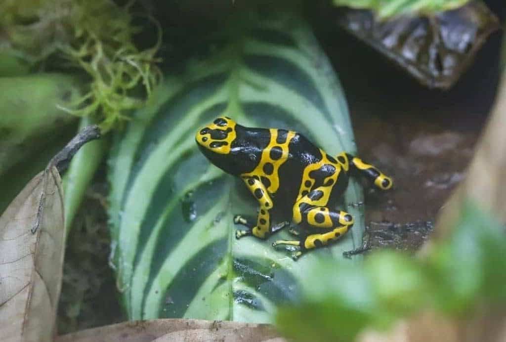 Yellow-banded poison dart frog at Paignton Zoo