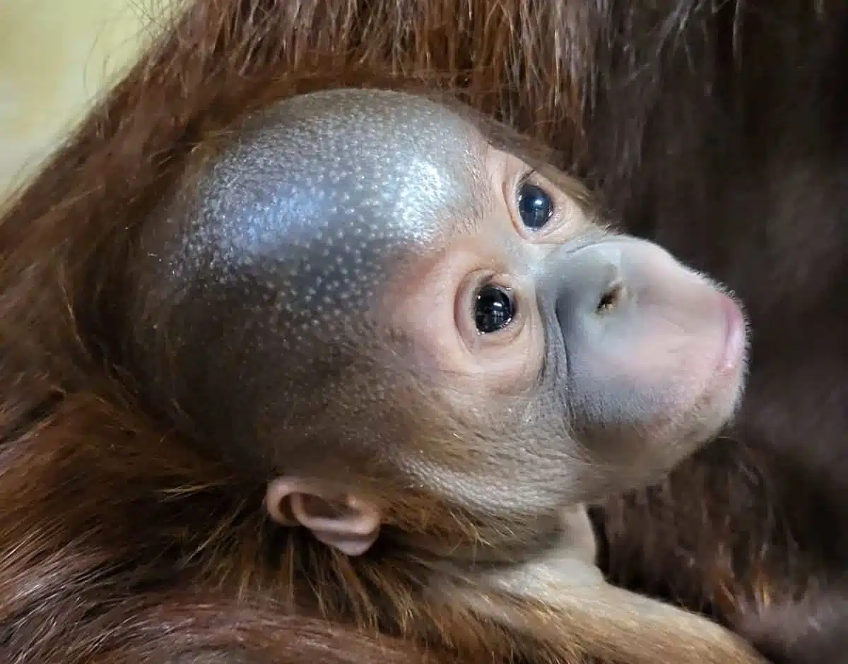Baby-orangutan-PZ-credit-Georgina-Barnes.jpg