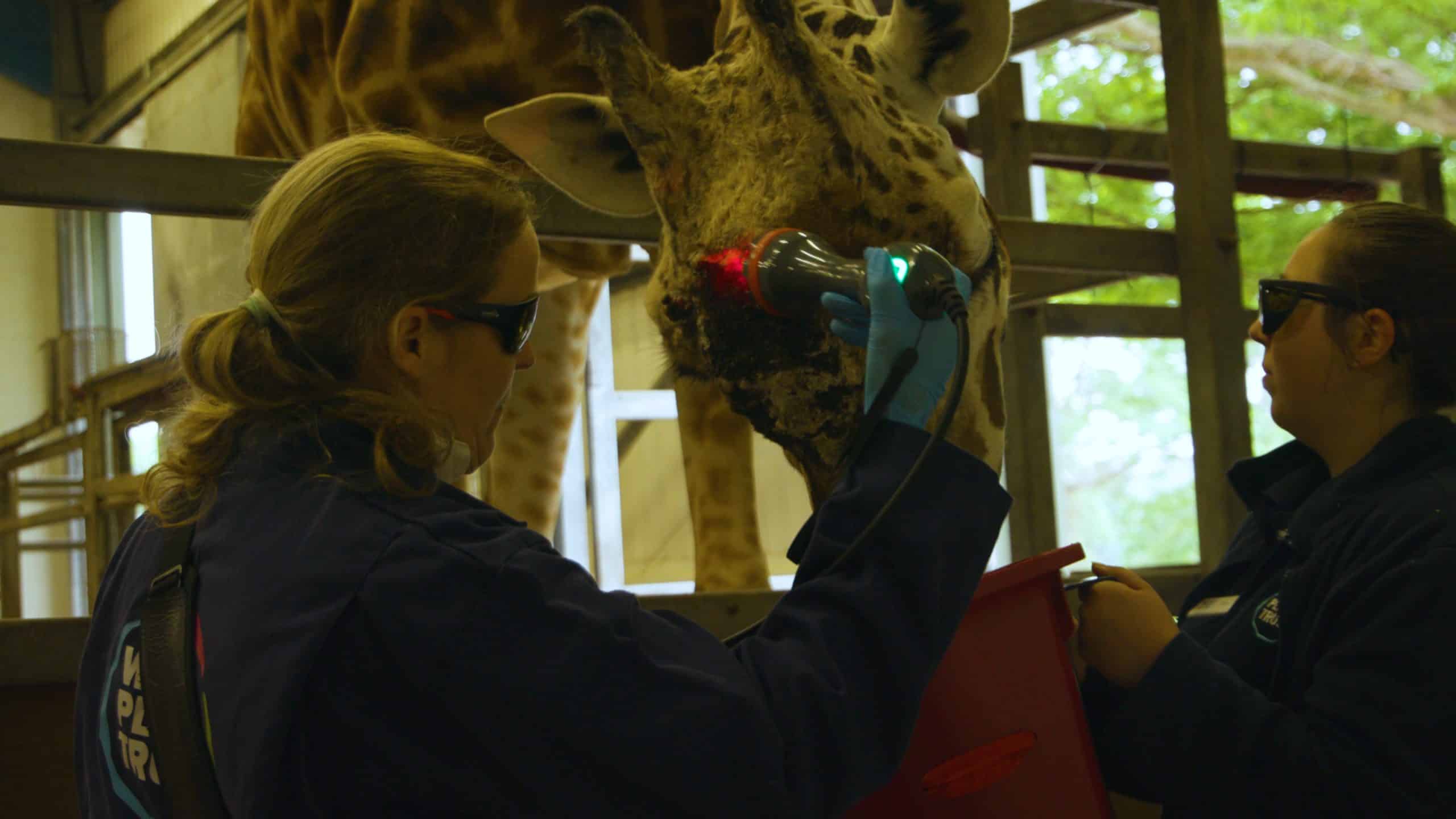 New high-tech laser therapy for Paignton Zoo’s animals