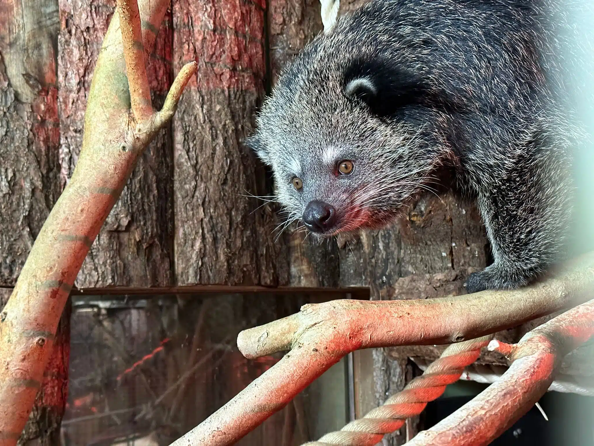 Binturong climbing on branches
