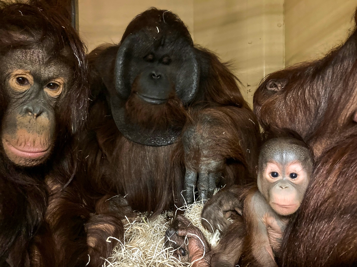 Special reunion for Paignton Zoo’s orangutan family