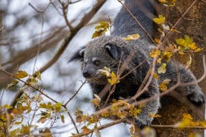 PZ Binturong 12 22 LR 26