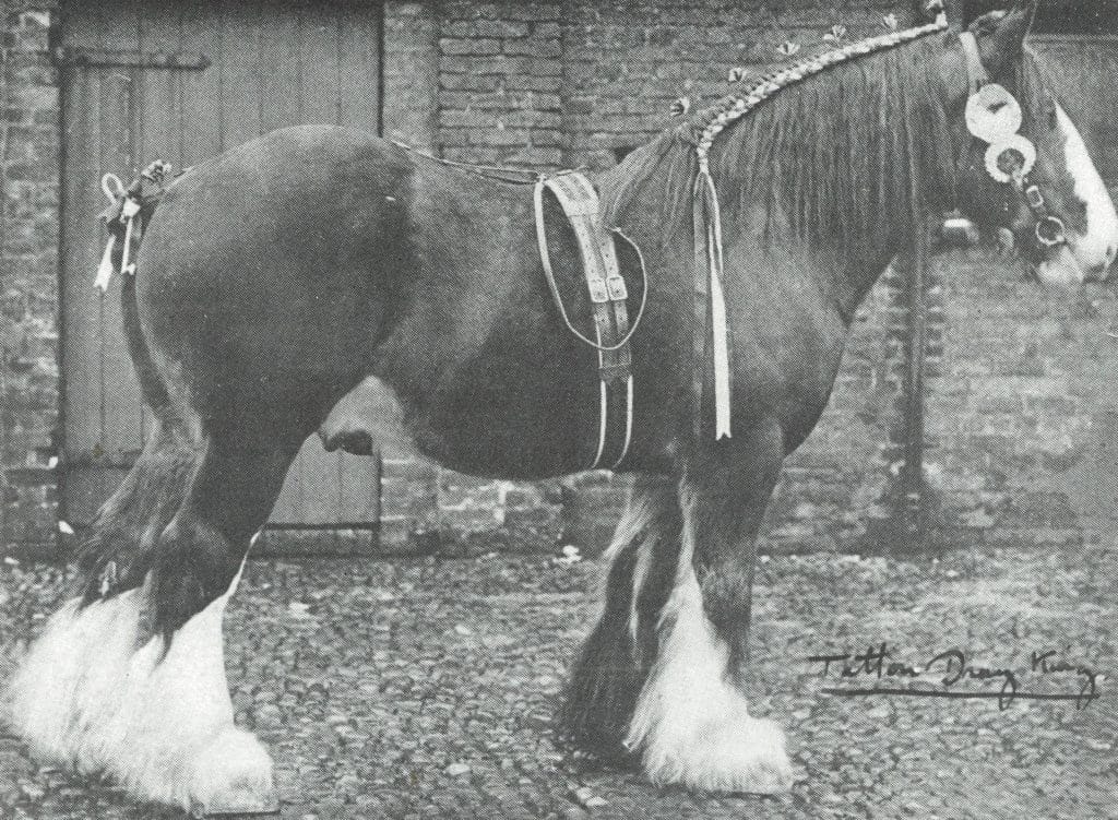 tratton dray king shire horse